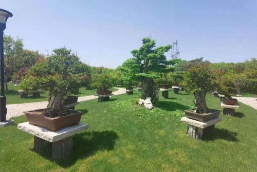 相約雅會(huì) 別有洞天——全國小微盆景精品展5月23日開啟假山之趣